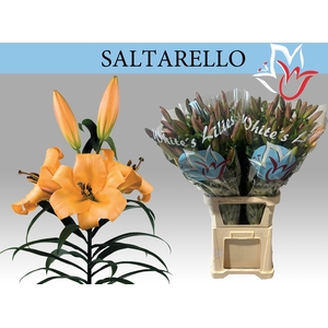 LI OT SALTARELLO