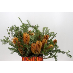 Banksia Ericifolia