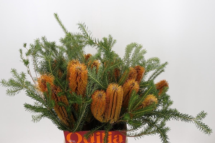 <h4>Banksia Ericifolia</h4>