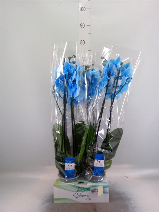 <h4>Phalaenopsis   ...</h4>