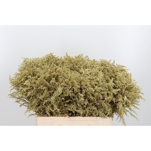 Solidago Kl Bh Goud