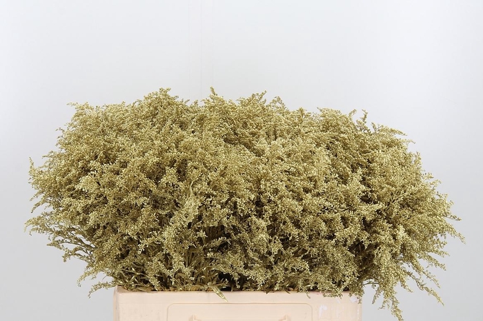 <h4>Solidago Kl Bh Goud</h4>