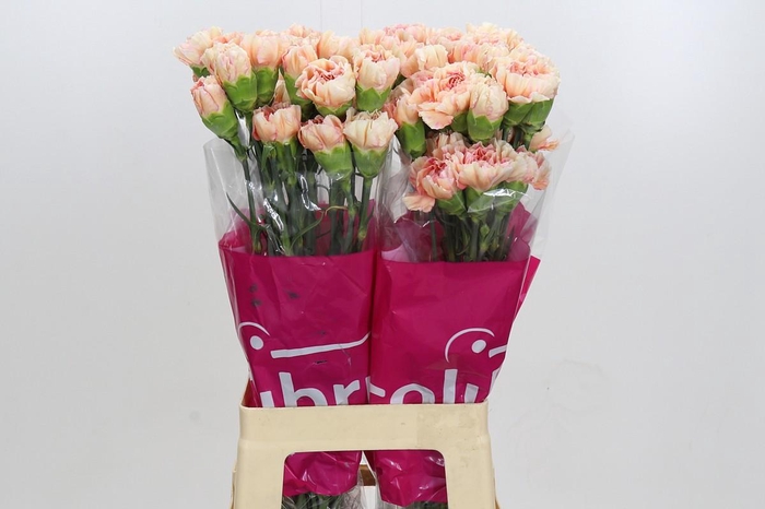 <h4>Dianthus St Dollar</h4>