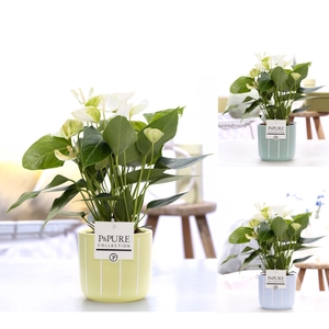 Anthurium white (Elido) in P&PURE Fleur ceramics ass.3