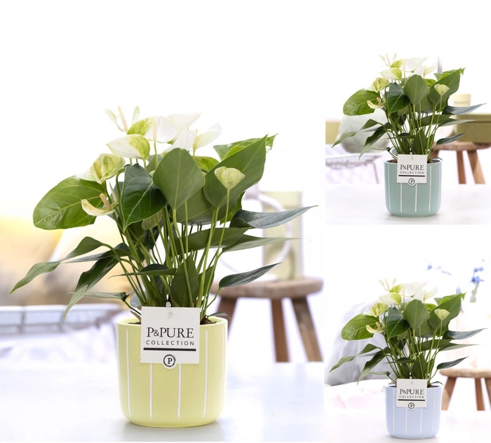 <h4>Anthurium white (Elido) in P&PURE Fleur ceramics ass.3</h4>