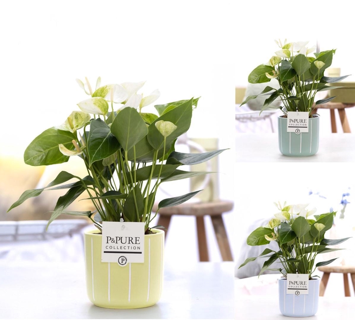 <h4>Anthurium white (Elido) in P&PURE Fleur ceramics ass.3</h4>