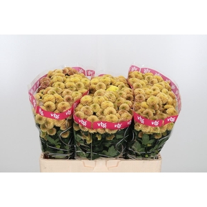 Chr San Aaa Doria Sa