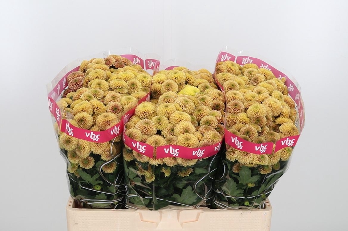 <h4>Chr San Aaa Doria Sa</h4>