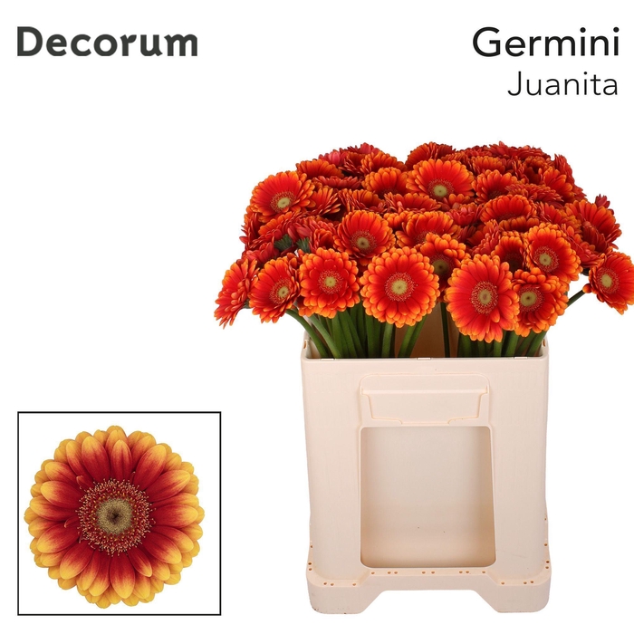 <h4>Germini Juanita Water</h4>