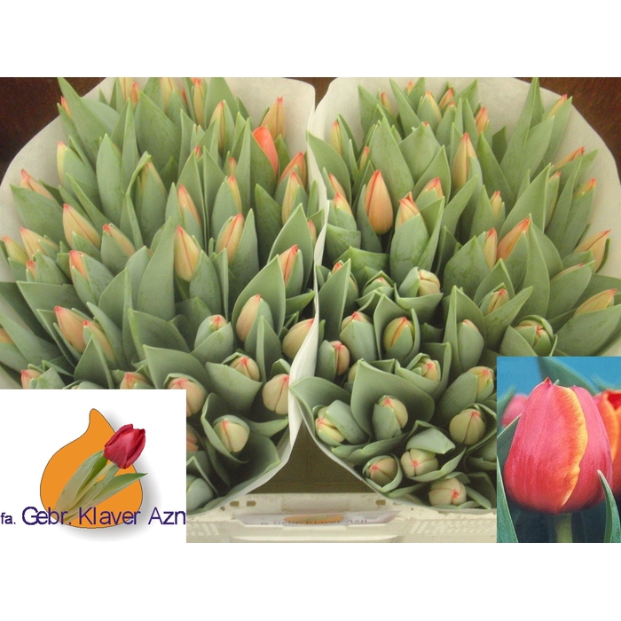 <h4>TU EN AD REM</h4>