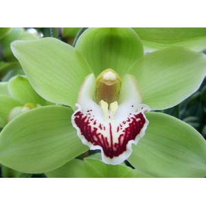 Cymbidium Emerald