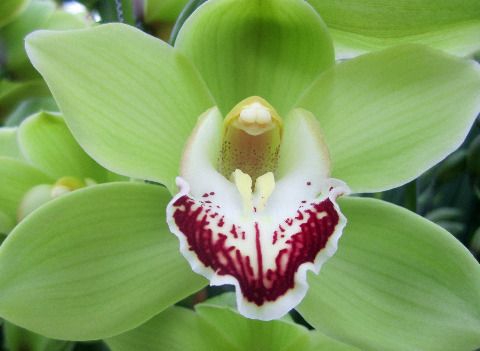 <h4>Cymbidium Emerald</h4>