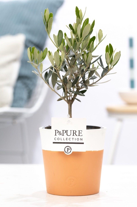 <h4>Olea Europaea in P&PURE Terra Cotta 4 white</h4>