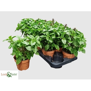 OCIMUM OV