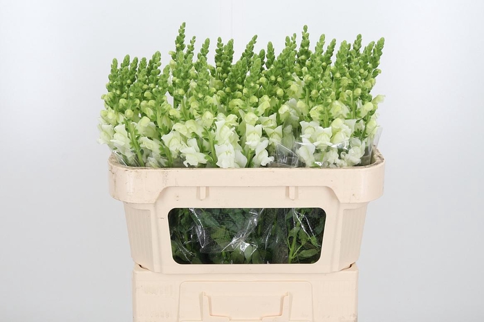 <h4>Antir Nantes White</h4>