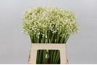 <h4>Agapanthus Prinses Marilène</h4>
