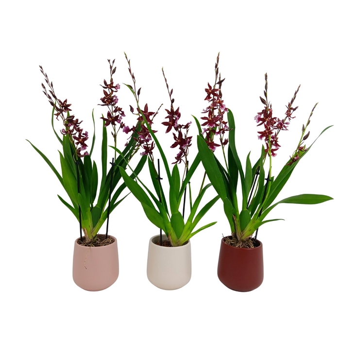 <h4>Inca Cambria Barrocco Red 3-4 spike in De Luxe ceramics Ø11,5</h4>