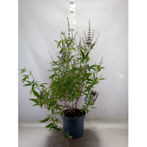 Vitex agnus-castus
