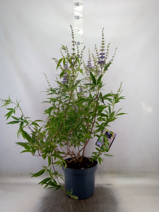 <h4>Vitex agnus-castus</h4>