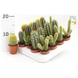 CACTUS GEM