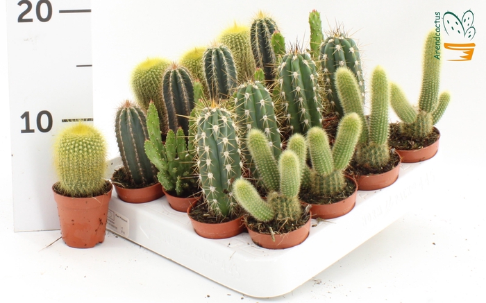 <h4>CACTUS GEM</h4>