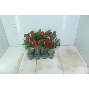 ANTHURIUM RED SUCCESS P09