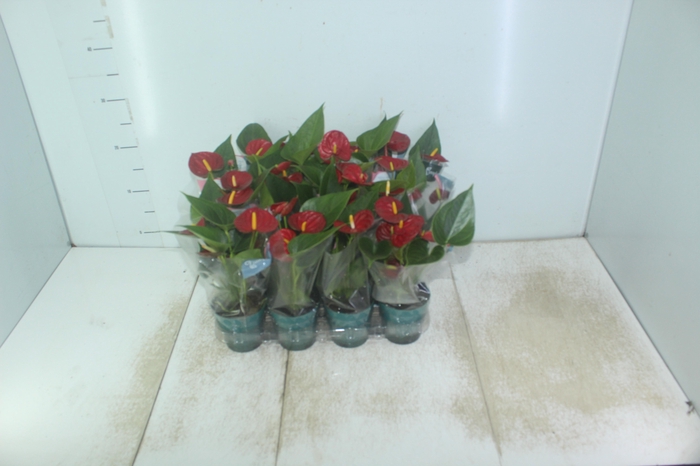 <h4>ANTHURIUM RED SUCCESS P09</h4>