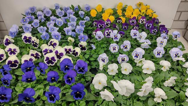 <h4>VIO F1 HYBR MIXK</h4>