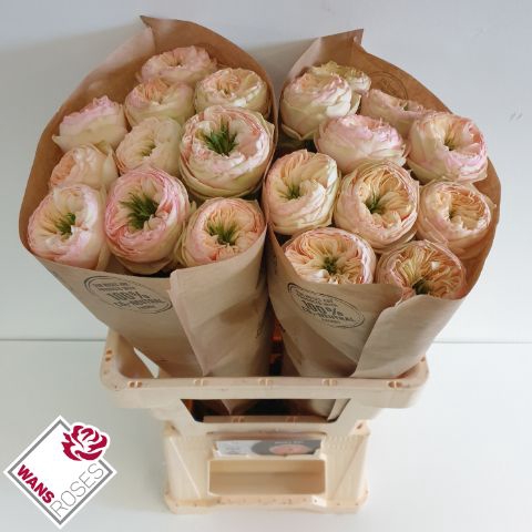 <h4>R Gr Pinky Pie Wans</h4>