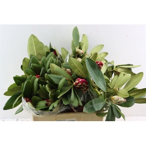 Rhodo Red 50cm P Bunch