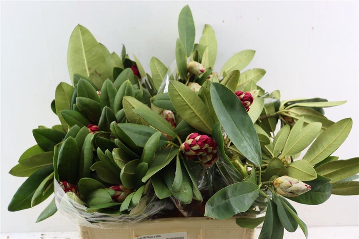 <h4>Rhodo Red 50cm P Bunch</h4>
