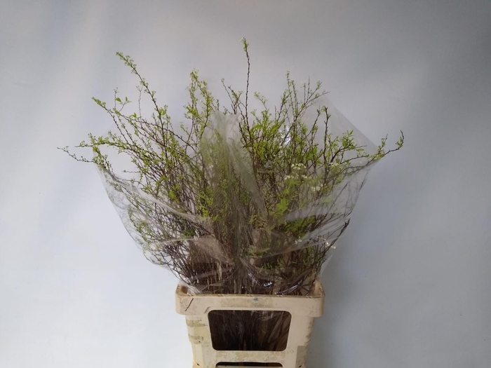 <h4>SPIR C GREFSHEIM</h4>