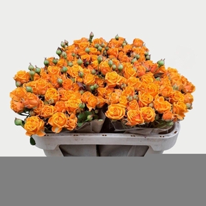 Rosa spray orange queen
