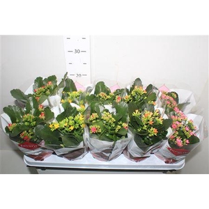 Kal Enkel Bloemig Gem 5 Kl