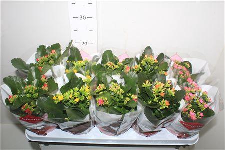 <h4>Kal Enkel Bloemig Gem 5 Kl</h4>