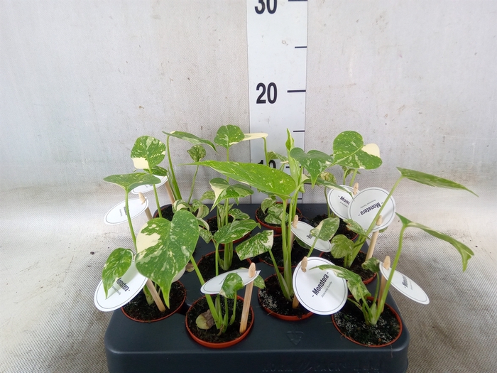 <h4>Monstera   ...</h4>