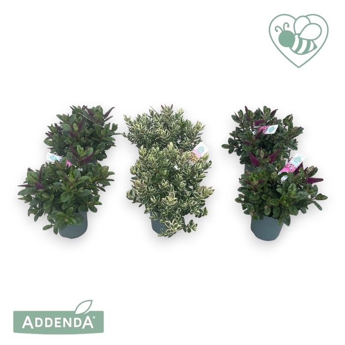 <h4>Hebe P15 Mix-tray (groen en bont) Addenda®</h4>