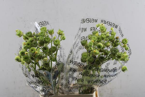 <h4>Lavatera Zaad L 70</h4>