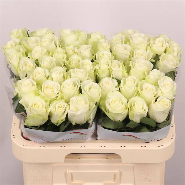 <h4>R GR SNOWSTORM+</h4>