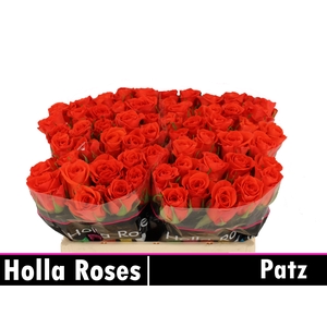 R GR PATZ