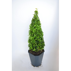 Buxus sempervirens 50-55cm Piramide