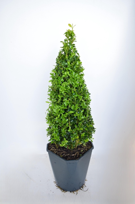 <h4>Buxus sempervirens 50-55cm Piramide</h4>