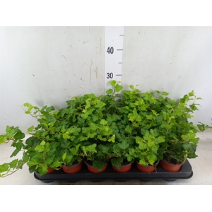 Hedera helix 'Wonder'