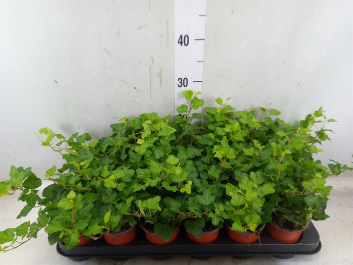 <h4>Hedera helix 'Wonder'</h4>