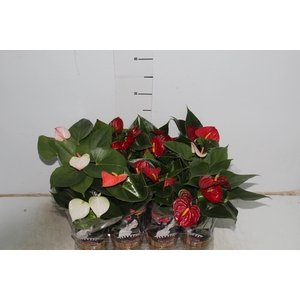 ANTHURIUM VARIADO P09