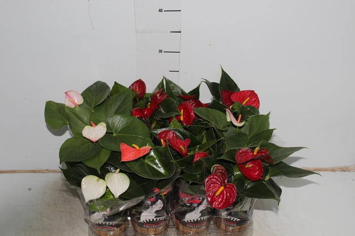 ANTHURIUM VARIADO P09