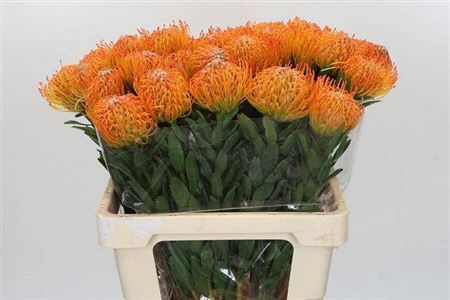 <h4>Leuco Ayoba Sun</h4>