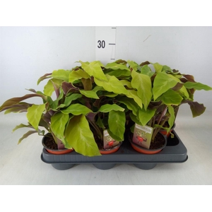 Calathea  'Fusion Yellow'