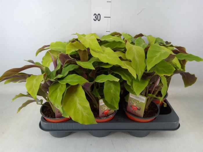 <h4>Calathea  'Fusion Yellow'</h4>