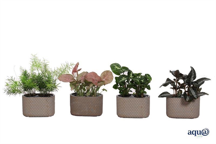 <h4>Ov Kamerplanten Gemengd Keramiek Joyce Ovaal</h4>